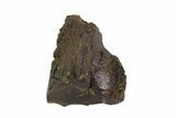 Triceratops Shed Tooth - Montana #93139-1